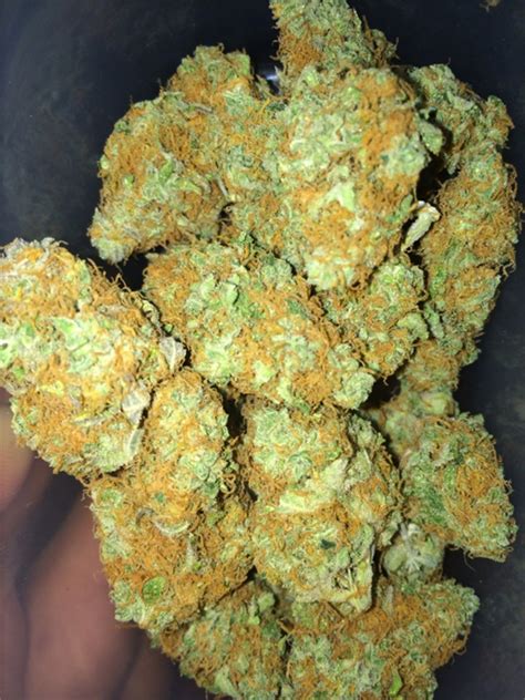 gucci lato strain